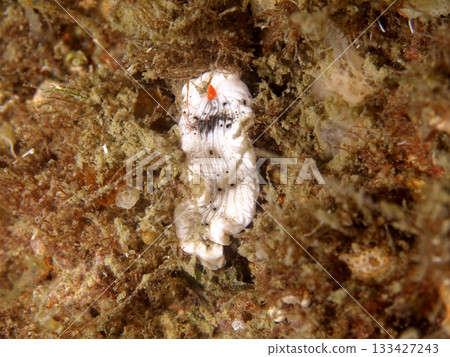 Wild maiden sea slug Wild maiden sea slug 133427243