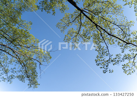 嫩葉枝條在藍天和初夏的陽光下舒展開來③ 133427250