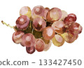Illustration of grapes painted in watercolor 133427450