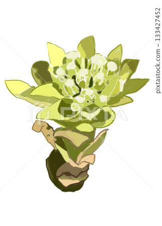 An illustration of butterbur sprouts that evokes the arrival of spring 133427452