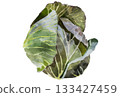 Illustration of cabbage drawn in watercolor 133427459