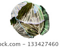 Illustration of cabbage drawn in watercolor 133427460