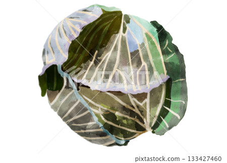Illustration of cabbage drawn in watercolor Illustration of cabbage drawn in watercolor 133427460