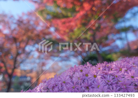 Baotokuji的地板楓 Baotokuji的地板楓 133427493