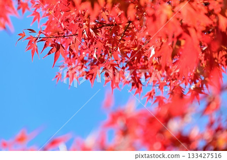 明亮的紅槭和藍天 133427516