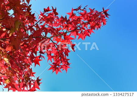 明亮的紅槭和藍天 133427517