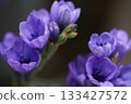 紫色的花朵在春天的陽光下閃閃發光 133427572