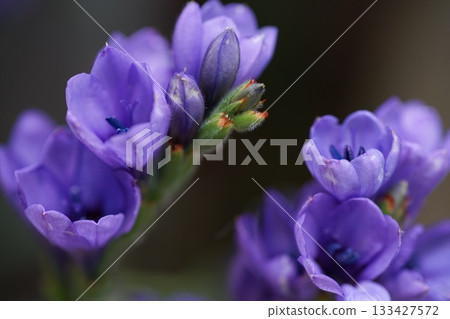 Purple flowers shining in the spring sunshine 133427572