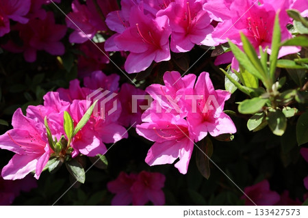 Azaleas swaying in the spring sunshine 133427573