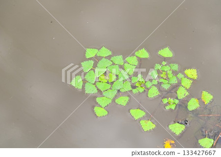 花卷地區公園銀河之森 花卷地區公園銀河之森 133427667