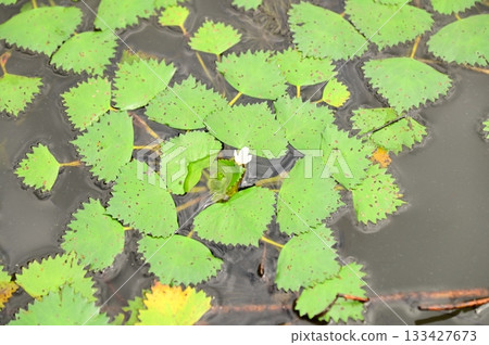 花卷地區公園銀河之森 花卷地區公園銀河之森 133427673