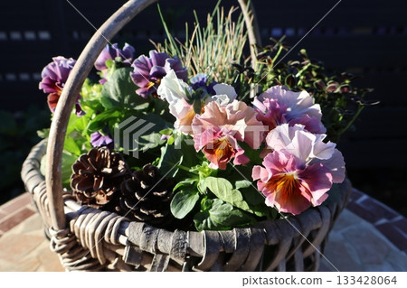 Stylish frilled violas planted in a basket 133428064