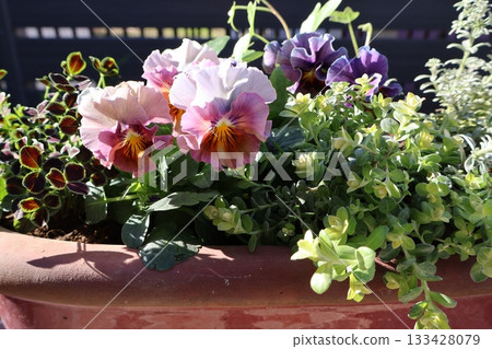 Stylish frilly viola arrangement Stylish frilly viola arrangement 133428079