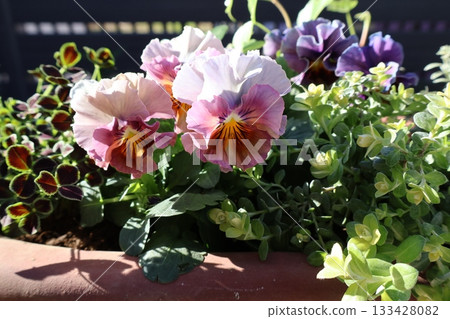Stylish frilly viola arrangement 133428082