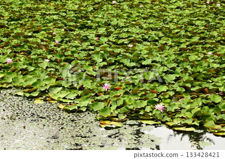 花卷地區公園銀河之森 花卷地區公園銀河之森 133428421