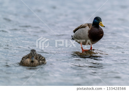 A drake stands on a rock in the river. 133428566