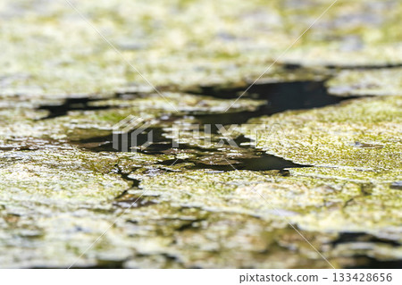 Mud on the water in a pond in the sun's rays. 133428656