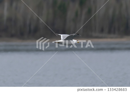 A white seagull with a yellow tail flies over the river. 133428683
