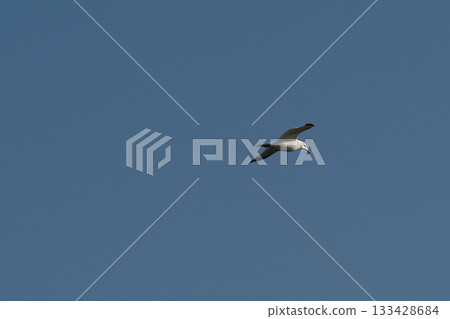 A white seagull with a yellow tail against a blue sky. 133428684