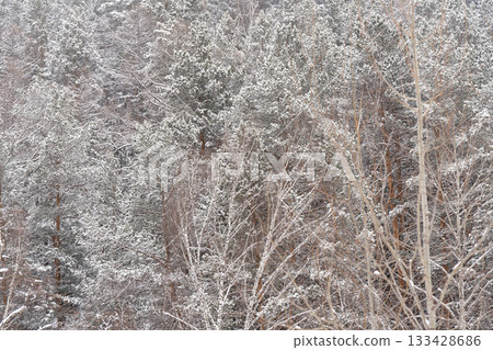 Tree branches covered with snow in winter forest. Tree branches covered with snow in winter forest. 133428686