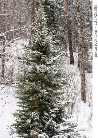 Green spruce with snow on branches in winter forest. 133428689