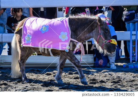 Shinozaki Ponyland, Edogawa Ward, Tokyo, 50th Anniversary Pony Festival, Ohagi Performance Shinozaki Ponyland, Edogawa Ward, Tokyo, 50th Anniversary Pony Festival, Ohagi Performance 133429005