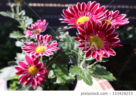 紅色噴霧菊花 紅色噴霧菊花 133429253