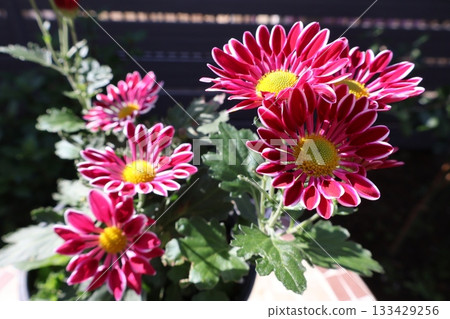 紅色噴霧菊花 133429256