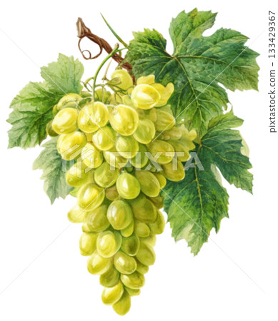 grape grape 133429367
