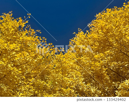The expanse of golden ginkgo tree canopies against the blue sky The expanse of golden ginkgo tree canopies against the blue sky 133429402
