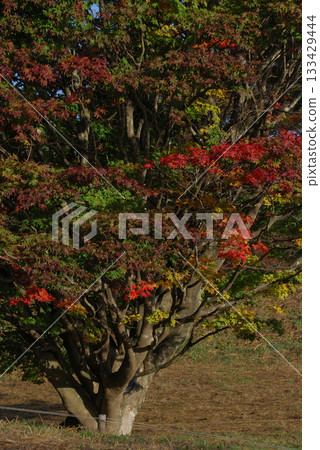 Maple tree / A rainbow maple tree with its leaves changing color (telephoto zoom, close-up) 133429444