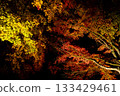 秋天的樹葉 133429461