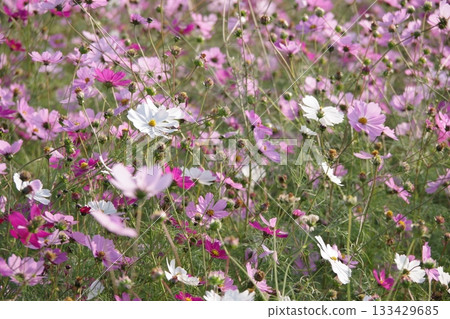 White cosmos 133429685