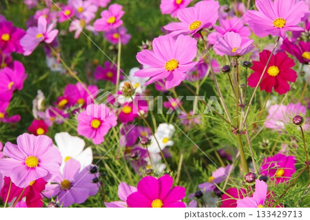 秋天花壇裡盛開的粉紅波斯菊花 133429713