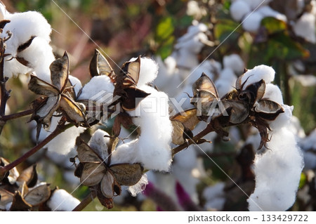 Cotton tree 133429722