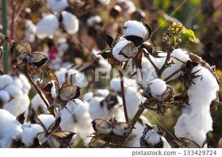 Cotton tree 133429724
