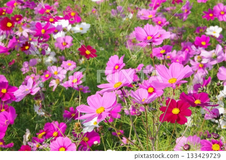 秋花波斯菊 秋花波斯菊 133429729