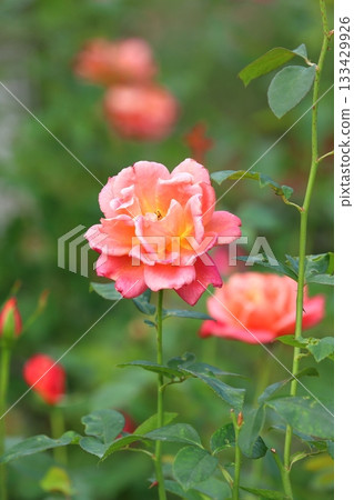 Roses in full bloom, vertical position 133429926