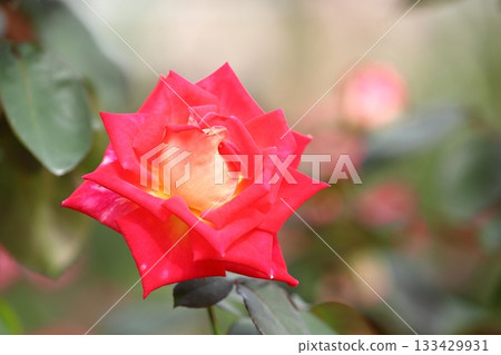 盛開的玫瑰 133429931