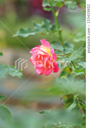 Roses in full bloom, vertical position Roses in full bloom, vertical position 133429932