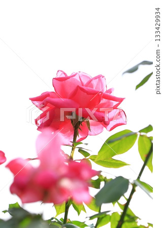 Roses in full bloom, vertical position Roses in full bloom, vertical position 133429934