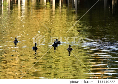 Waterfowl floating on the water's surface reflecting autumn leaves 133430222
