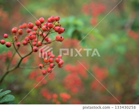 Red ripe wild rose in November Red ripe wild rose in November 133430258