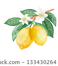 Watercolor lemons, leaves and flowers with branch isolated illustration set. Simple citrus fruits clip art for summer. Isolated 133430264