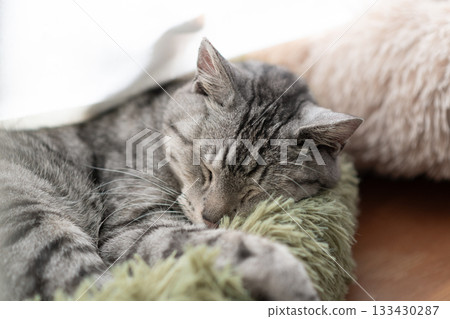 Sabatra cat sleeping by the window 133430287