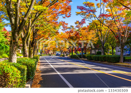Autumn leaves on Keyaki Street in Korigaoka, Hirakata City 133430309