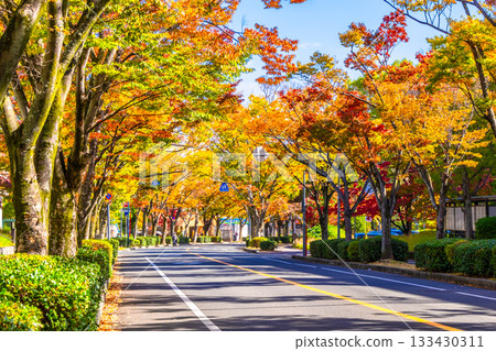 Autumn leaves on Keyaki Street in Korigaoka, Hirakata City Autumn leaves on Keyaki Street in Korigaoka, Hirakata City 133430311