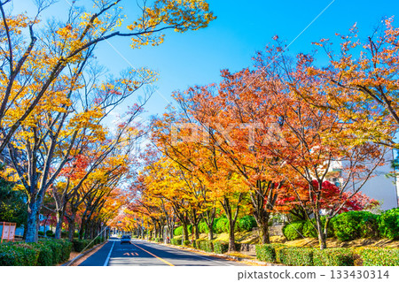 Autumn leaves on Keyaki Street in Korigaoka, Hirakata City Autumn leaves on Keyaki Street in Korigaoka, Hirakata City 133430314