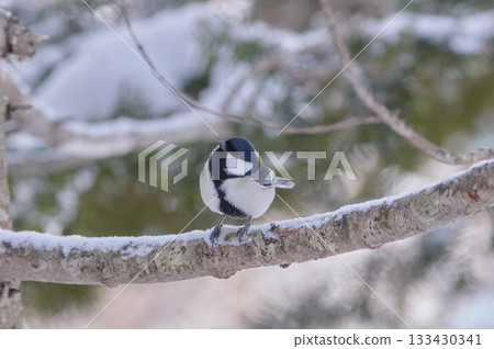 Great tit winter snow 133430341