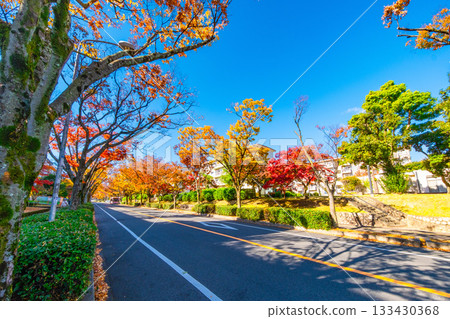 Autumn leaves on Keyaki Street in Korigaoka, Hirakata City 133430368